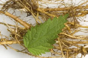 Extracto de Raíz de Ortiga