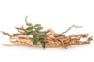 Tongkat Ali Root Extract